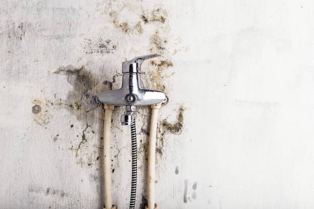 Best Kitchen Mold Remediation in Wmington, IL
