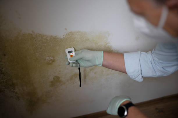 Best Mold Testing and Inspection Services in Wmington, IL