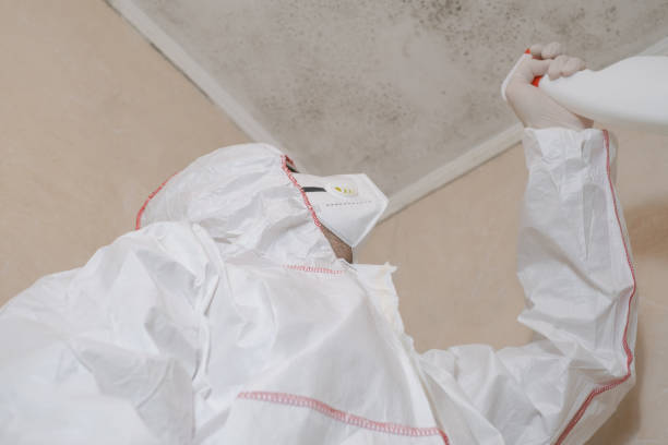 Best Attic Mold Remediation in Wmington, IL