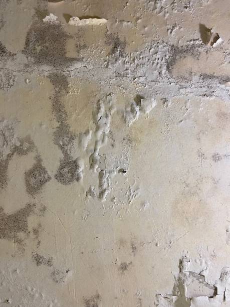 Best Health and Safety Mold Remediation in Wmington, IL