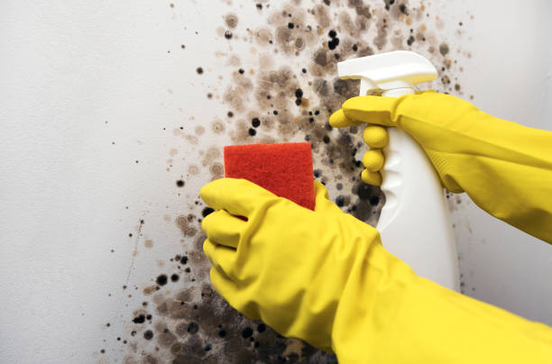 Best Localized Mold Remediation (e.g., coastal areas, humid climates) in Wmington, IL