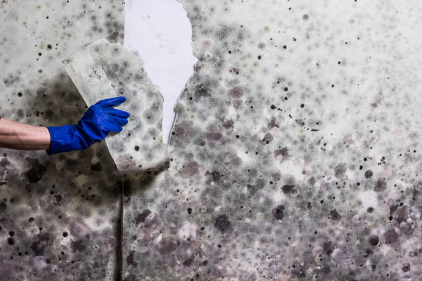 Best Bathroom Mold Remediation in Wmington, IL