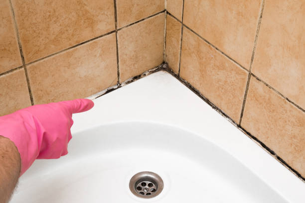 Best Mold Remediation for Specific Building Types in Wmington, IL