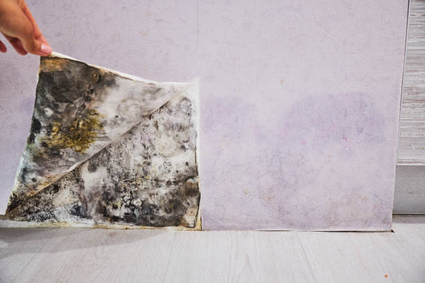 Best DIY Mold Remediation Support Services in Wmington, IL